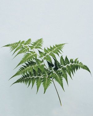 FEUIL. DAVALIA 50CM